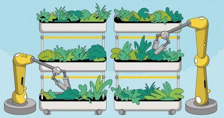 Vertikálne farmy pestujú stále viac zeleniny